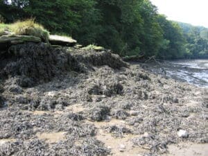 North Quay before